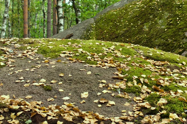 Riesiger Felsbrocken Mit Grünem Moos Auf Verschwommenem Hintergrund — Stockfoto