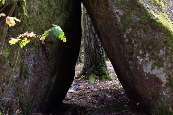 Baumstamm Der Öffnung Zweier Felsbrocken Unscharfen Vordergrund — Stockfoto