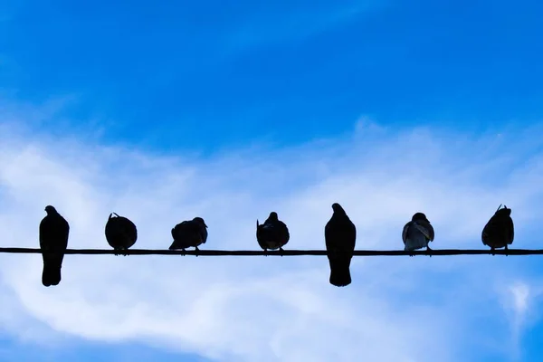 Farklı pozlarda yedi kuş mavi gökyüzüne karşı kabloların üzerinde oturuyor.