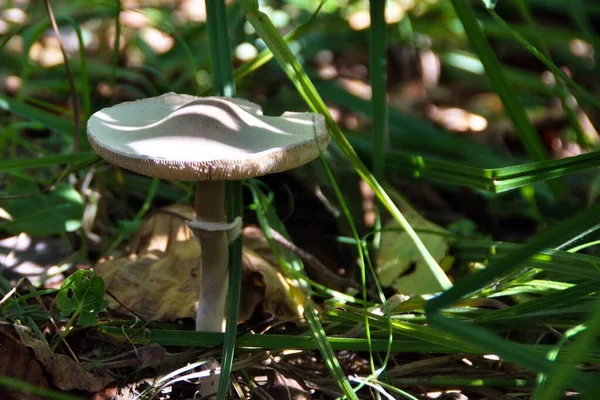 Pilz Mit Breiter Weißer Kappe Auf Verschwommenem Hintergrund — Stockfoto