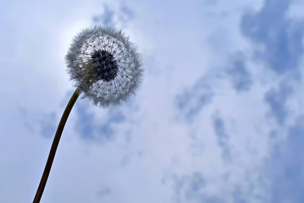 Dente Leão Seco Fundo Borrado Céu Nublado — Fotografia de Stock