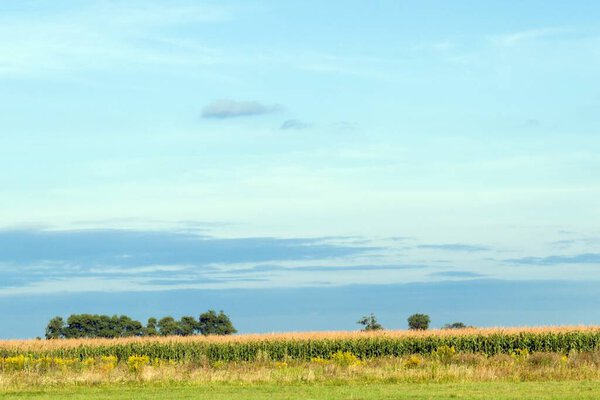 Field of ripe corn on blue sky background