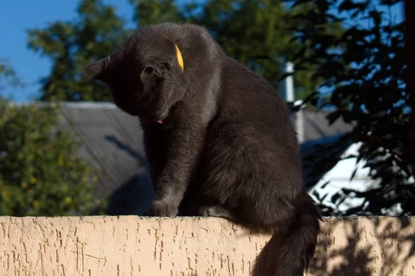 Gray Cat Sits Fence Washes Himself His Tongue — Stock Photo, Image