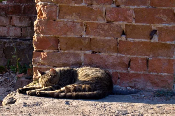 Verdwaalde Kat Slaapt Vredig Koesterend Zonnestralen Buurt Van Bakstenen Muur — Stockfoto