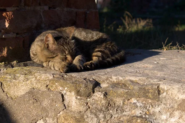 野良猫は静かに寝てレンガの壁の近くの太陽光線に浴して — ストック写真