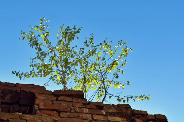 Ung Grön Träd Tegelvägg Blå Himmel Bakgrund — Stockfoto