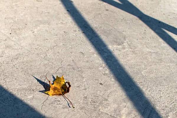 Feuille Automne Jaune Tombée Sur Fond Flou Surface Béton — Photo