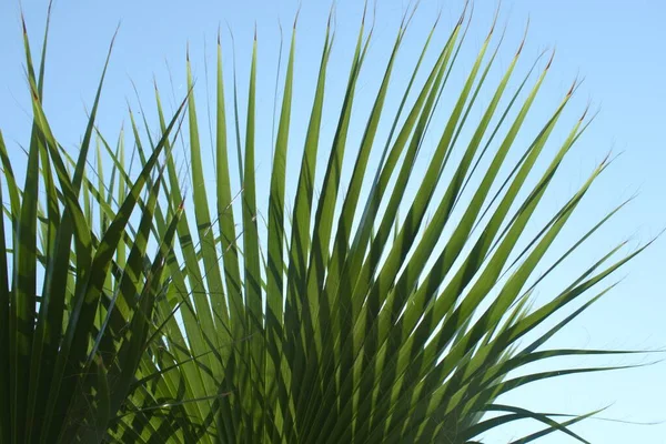 Hojas Palma Verde Largas Afiladas Brillan Través Luz Solar —  Fotos de Stock