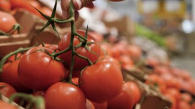 Süpermarket, kadın eli sebze topluyor domatesleri kutudan çıkarıyor ve değer biçiyor. Yakın plan.