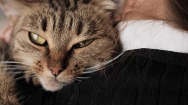 Kediyi okşayan kadın. İnsan omzundaki kedi suratının yakın çekimi, hayvan çok memnun ve kameraya bakıyor.