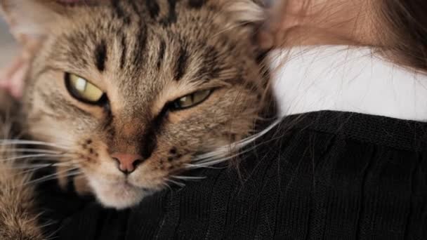 Mulher a acariciar gato. Close-up de cara de gato no ombro do homem, animal está muito satisfeito e olhando expressivamente para a câmera — Vídeo de Stock