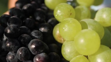Üzüm. Güneşli bir günde kadın avuçlarında güzel siyah ve yeşil üzümlerin yakın plan çekimi, kamera yavaşça hareket eder