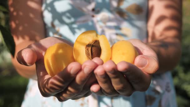 Abricot. Les mains des femmes tiennent plusieurs beaux abricots frais dans les paumes le jour ensoleillé. Gros plan — Video