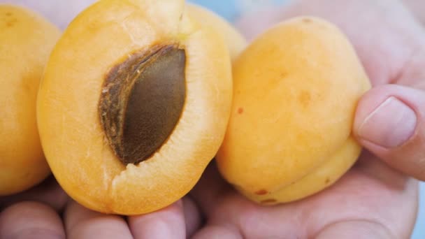 Абрикос. Крупный план красивого свежего абрикоса в женских ладонях в ясный солнечный день, камера медленно движется — стоковое видео