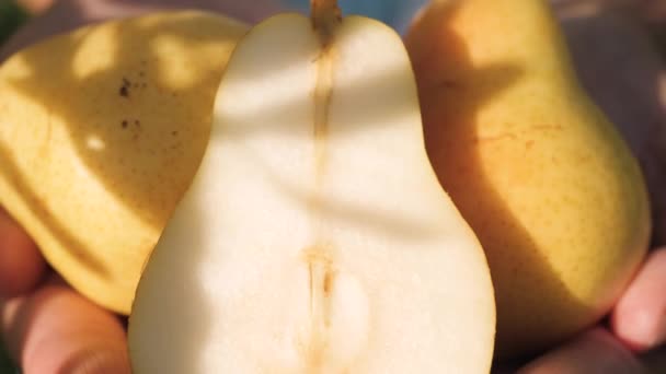 Pear. Close-up shot of beautiful fresh yellow pear in female palms on clear sunny day, camera slowly moves — Stock Video