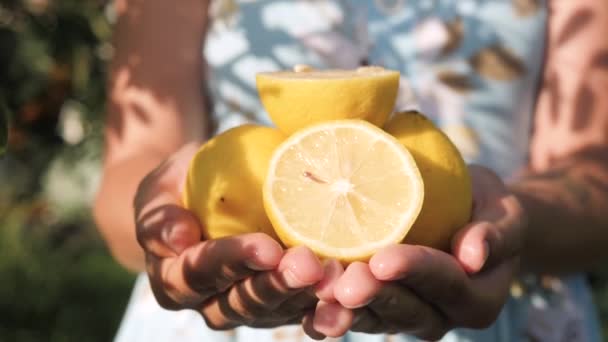 Fruta limón. Las manos femeninas sostienen varios limón fresco hermoso en las palmas en el día soleado. Primer plano — Vídeo de stock