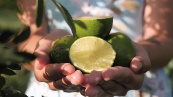 Лимонные фрукты. Женские руки держат несколько свежих красивых лаймов в ладонях в солнечный день. Крупный план — стоковое видео