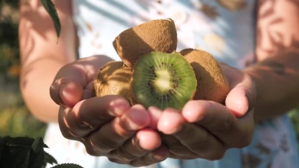 Fruta Kiwi. As mãos femininas mantêm vários quivi belos frescos em palmas no dia ensolarado. Close-up — Vídeo de Stock