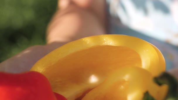 Sladká červená a žlutá paprika. Detailní záběr krásné čerstvé červené a žluté papriky v ženských dlaních za jasného slunečného dne, kamera se pomalu pohybuje