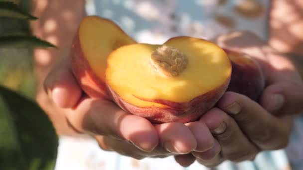 Fruta de pêssego. As mãos femininas mantêm várias belas frutas de pêssego frescas em palmas no dia ensolarado. Close-up — Vídeo de Stock