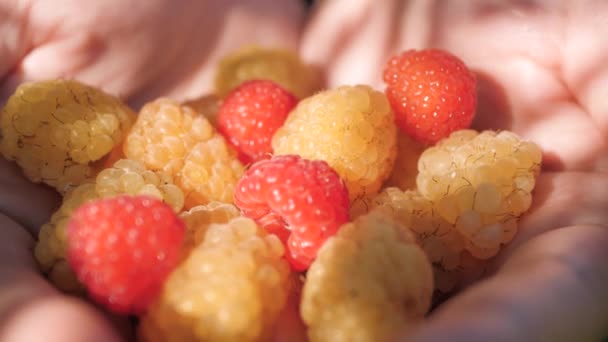 Raspberry. Close-up shot of beautiful fresh yellow and red raspberry in female palms on clear sunny day, camera slowly moves — Stock Video