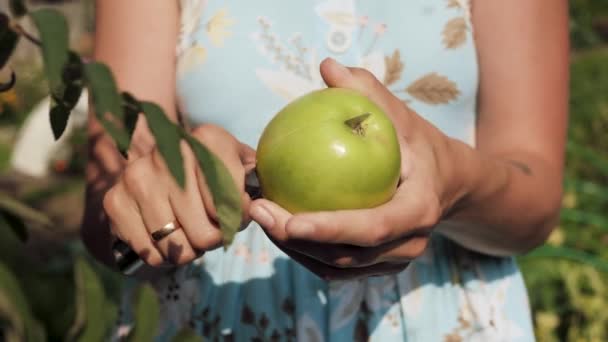 Maçã verde. As mãos femininas mantêm a maçã verde e cortam-na em duas partes. Close-up — Vídeo de Stock