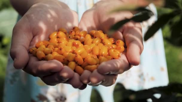 Sea buckthorn. Female hands hold handful of fresh beautiful sea buckthorn berries on sunny day. Close-up — Stock Video