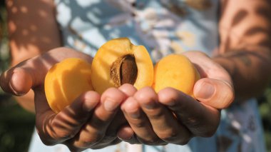 Kayısı. Kadın eli, güneşli bir günde avuç içlerinde birkaç taze kayısı tutar. Yakın çekim görünümü