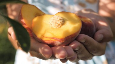 Şeftali meyvesi. Kadın eli, güneşli bir günde palmiyelerde taze şeftali meyvesi tutar. Yakın çekim görünümü