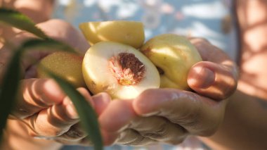 Nektarin. Kadın eli, güneşli bir günde avuçlarında taze sarı nektarin taşır. Yakın çekim görünümü