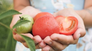 Yeşil ve kırmızı domatesler. Kadın eli, güneşli bir günde avuçlarında taze yeşil ve kırmızı domatesler tutar. Yakın çekim görünümü