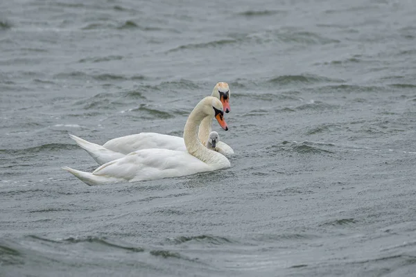 Une Famille Cygnes Flotte Sur Les Vagues Dans Lac Par — Photo