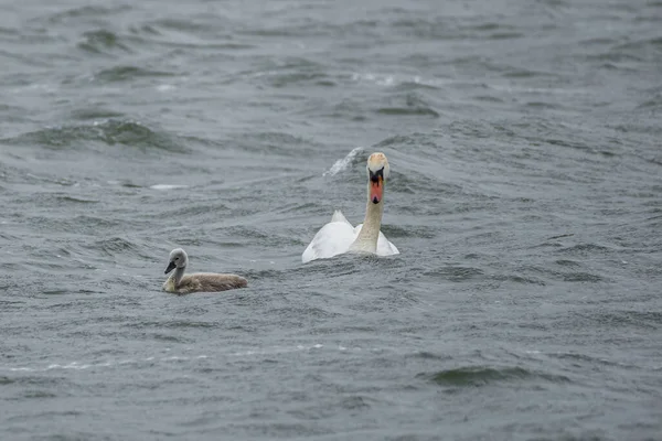 Family Swans Floats Waves Lake Windy Weather — Stock Photo, Image