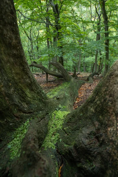 Viejo Árbol Muerto Caído Bosque Hayas —  Fotos de Stock