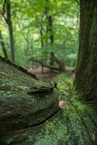 Ένα Γέρικο Νεκρό Δέντρο Έπεσε Ένα Δάσος Οξιάς — Φωτογραφία Αρχείου