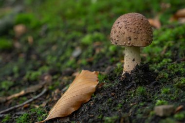 Kahverengi mantar, sonbahar ormanında yerden yetişir. Yanında seyrek yosun ve ağaçtan bir yaprak vardır.
