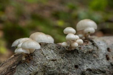 Küçük beyaz mantarlar, sonbahar ormanındaki ölü bir ağaçtan, eski ahşaplardan yetişir.