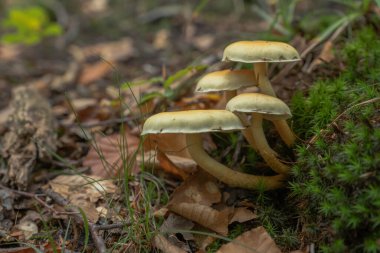 Grup mantarları sonbahar ormanlarında yosunlardan yetişir.