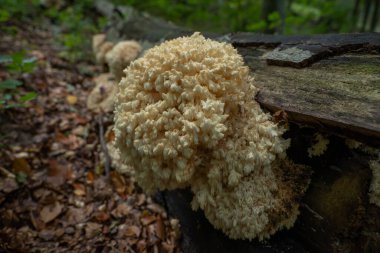 Kayın mercanı (Hericium clathroides) mantarı ormandaki ölü kayın üzerinde yetişir..