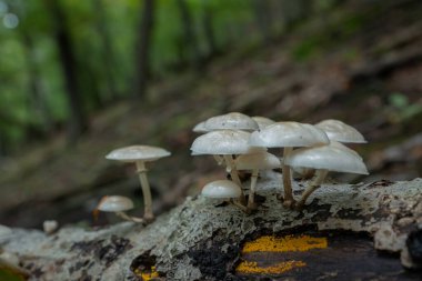 Küçük beyaz mantarlar, sonbahar ormanındaki ölü bir ağaçtan, eski ahşaplardan yetişir.