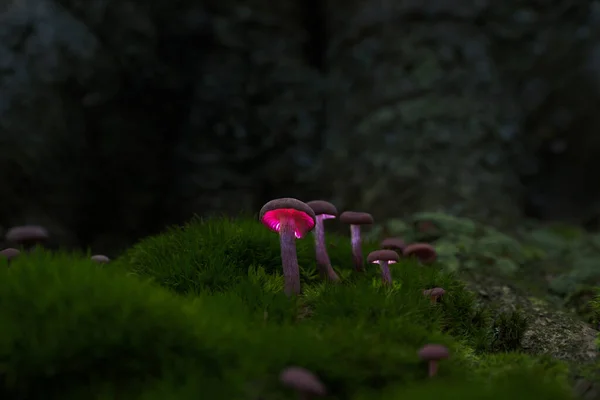 Éclairage Des Champignons Rougeoyants Dans Les Bois Enchantés Groupe Petits — Photo