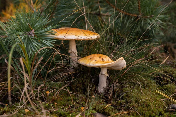 Ett Par Svampar Växer Mossan Tallskog — Stockfoto