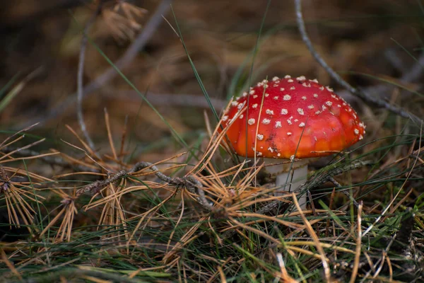 Pilz Ein Roter Fliegenpilz Wächst Herbstwald — Stockfoto