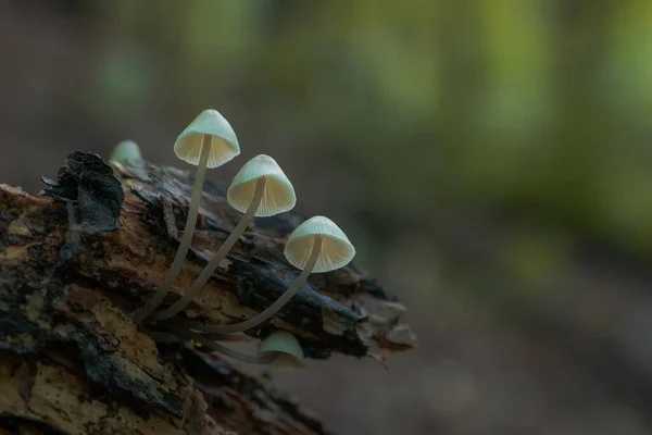 Cogumelos Brancos Pequenos Crescem Madeira Velha Uma Árvore Caída Morta — Fotografia de Stock