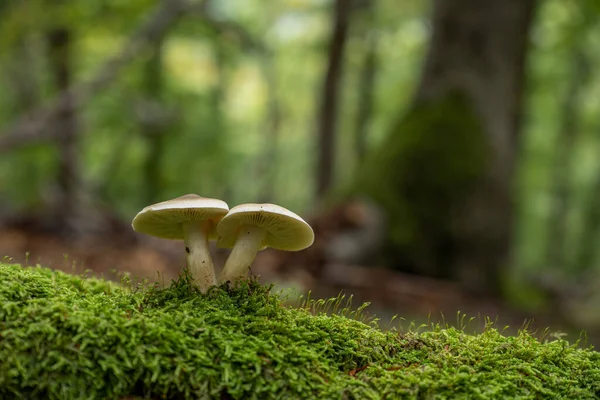 Par Hongos Crecen Musgo Árbol Caído Bosque Otoño — Foto de Stock