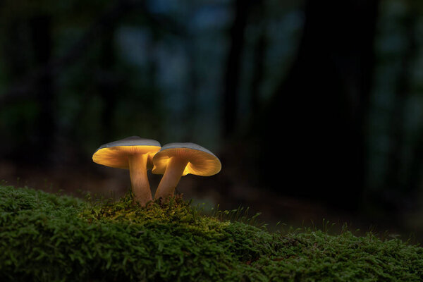 lighting glowing mushrooms in the enchanted woods, a pair of mushrooms growing from moss in the evening forest