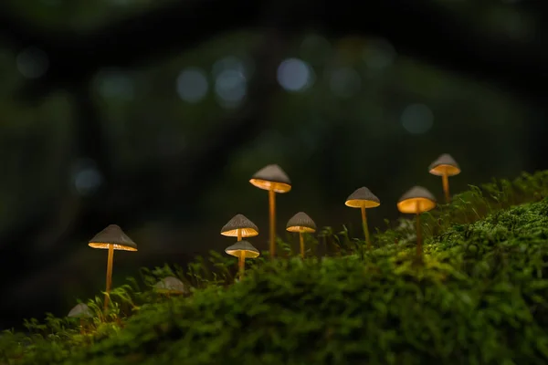 Belysning Glödande Svamp Den Förtrollade Skogen Grupp Små Lila Svampar — Stockfoto