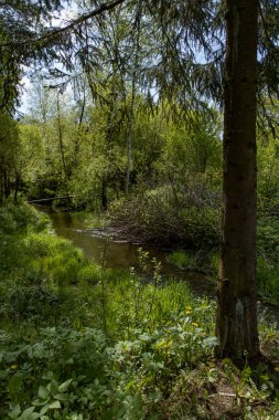 Ormanda küçük bir nehir ve küçük tahta bir köprü.