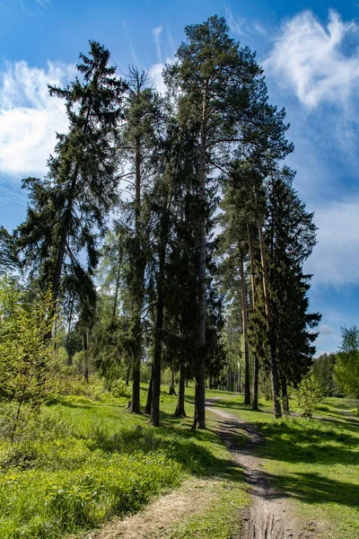 Hoge Pijnbomen Aan Rand Van Het Bos Met Een Pad — Stockfoto