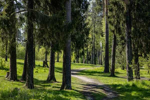 Lesní Cesta Ráno — Stock fotografie